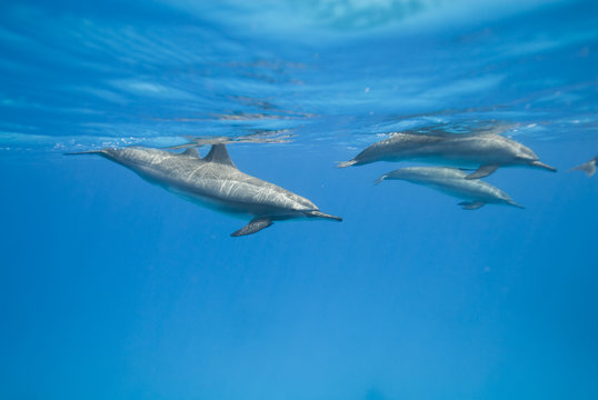 Swimming Spinner dolphins.