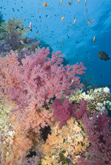 Naklejka na ściany i meble Vibrant orange and pink soft coral growing on a tropical reef.