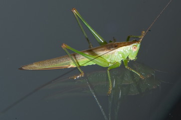 Green grasshopper