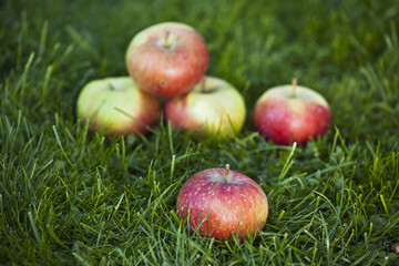 Świeże jabłka na trawie