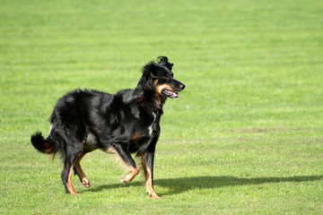 Black pet dog, Collie cross