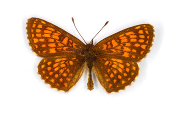 Heath Fritillary top view