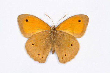 Meadow Brown bottom view