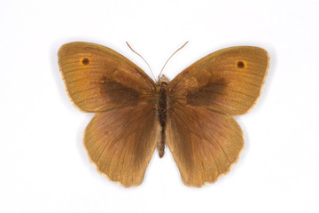 Meadow Brown top view