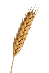Wheat