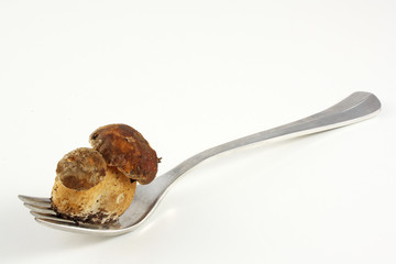 Porcini