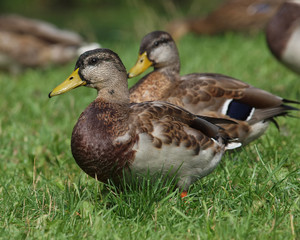 Stockente
