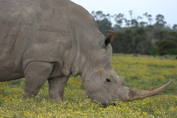 Obraz premium White Rhino