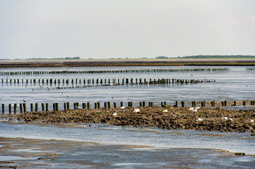Mudflat