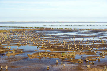 Mudflat