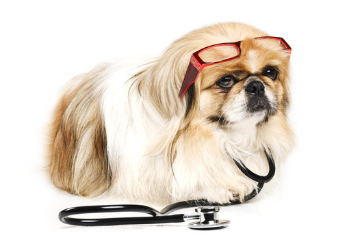 Pekingese dog with  stethoscope and glasses