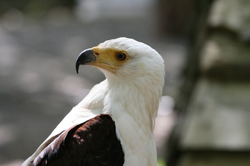Aigle royal américain