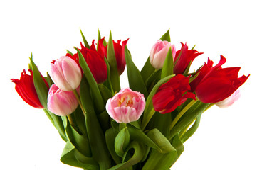 red and pink tulips