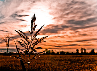 Phragmites