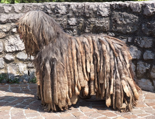 PASTORE BERGAMASCO