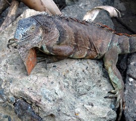 Iguane