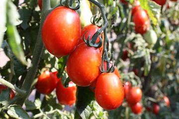 Tomatoes