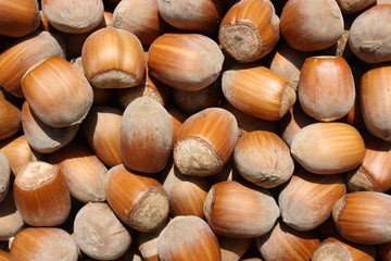 Hazelnuts