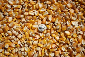 Snail on tha maize