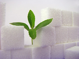 Broken Lump Sugar Wall & Stevia I