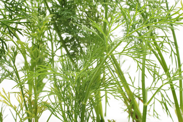 Dill. Var two