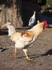 free range rooster