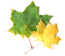 Yellow and green maple leaves