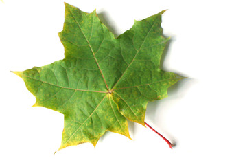 Green yellow maple leaf