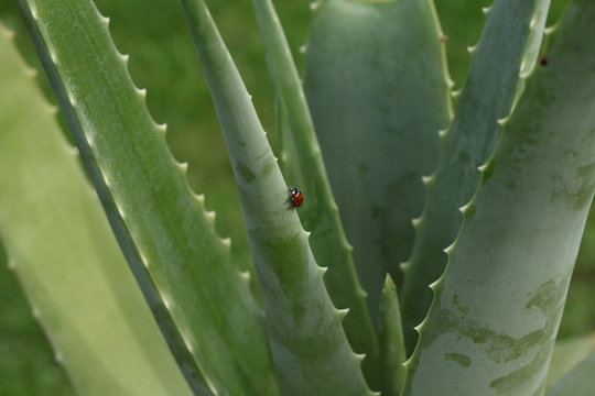 Coccinelle et aloe vera