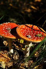 Ältere Fliegenpilze