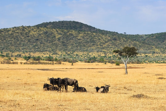 African landscape with antelope gnus