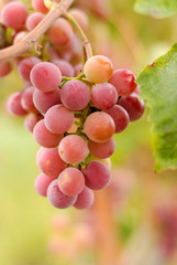 Grapes