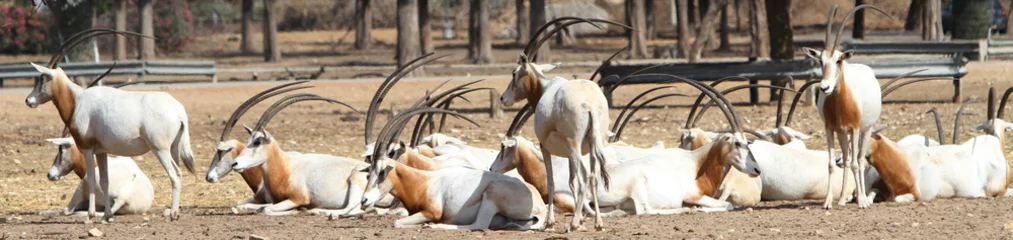 Fotobehang animal scimitar horan oryx © sigalpetersen