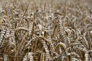Fototapeta premium getreide