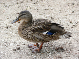Ente beim Strbske Pleso