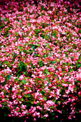 pink flower bed