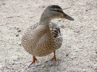 Ente beim Strbske Pleso