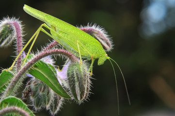 sauterelle verte,grillon,criquet