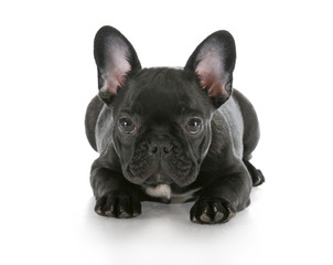 french bulldog laying down