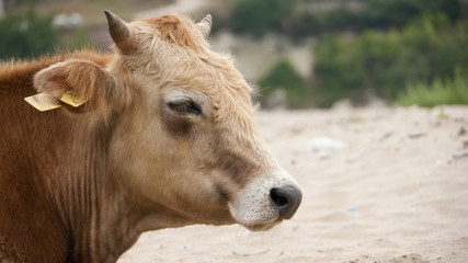 Dairy cow (Bos taurus) on beach - Nature - Profile
