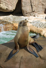 Fototapeta premium Cute sea lion