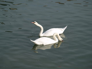 cygne