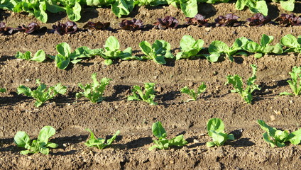 Salades du jardin