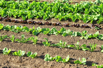 Raies de salades