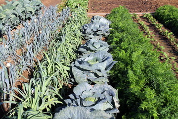 Potager de légumes