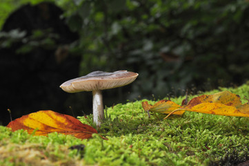 Herbstpilz