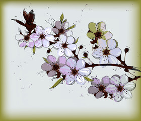 Flowering branch of apple - 26212920