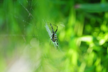 Spinne im Netz