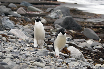 Adelie Penguins