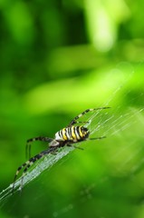 Spinne im Netz